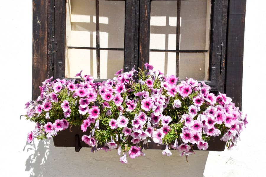Petunias in a window box