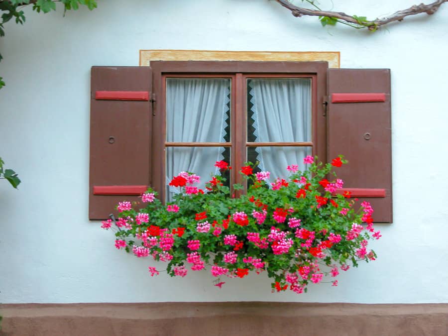 Pink Geraniums in a window box