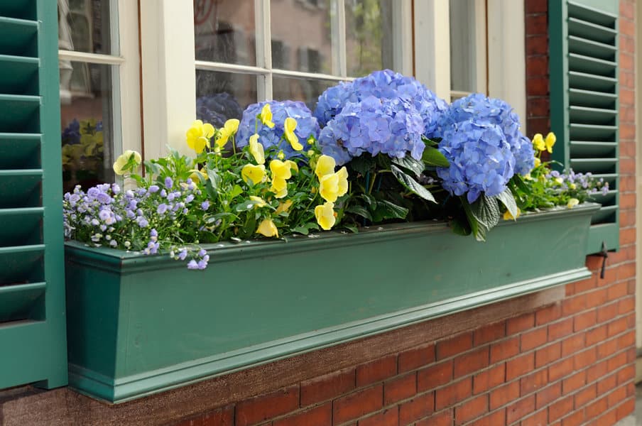 Blue window box arrangement