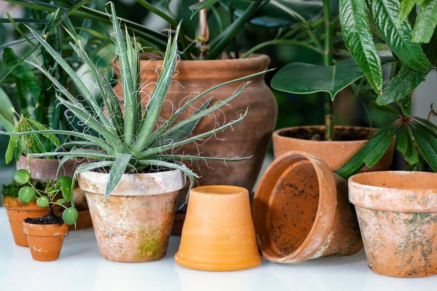 Terracotta pots