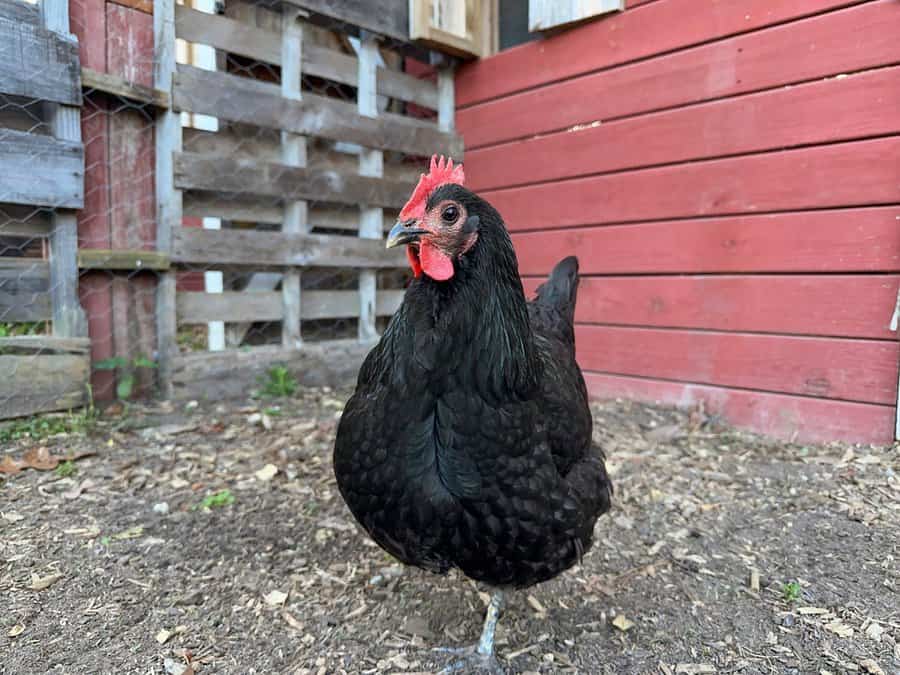 Pallet chicken coop ideas