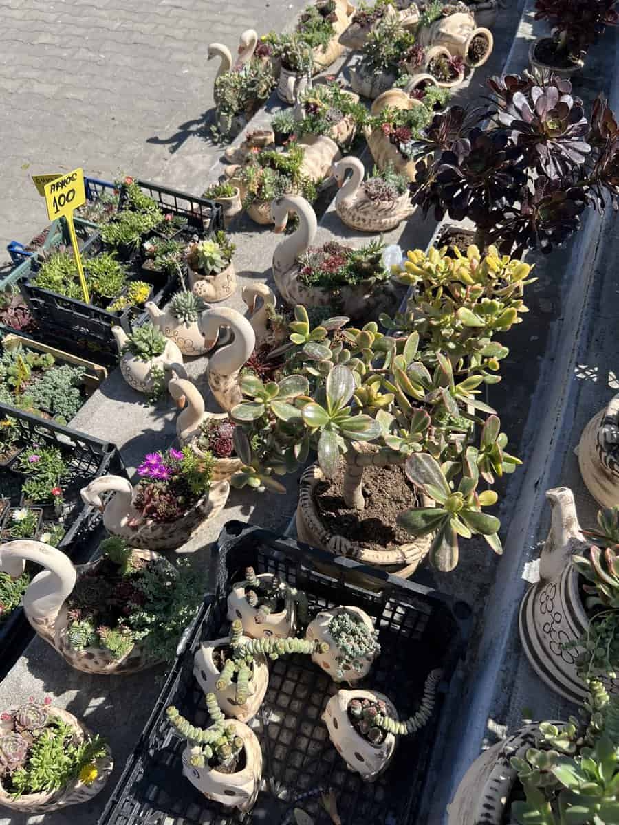 Charming Ceramic Planters with Succulents